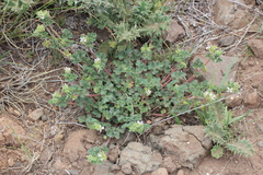 Pelargonium capituliforme