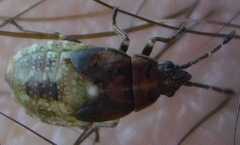 Kleidocerys resedae