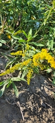 Solidago canadensis