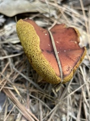 Hortiboletus rubellus