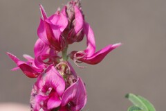 Indigofera amoena