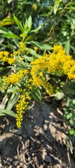 Solidago canadensis