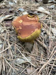Hortiboletus rubellus