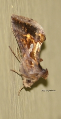 Chrysodeixis eriosoma