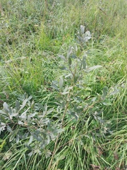 Salix cinerea
