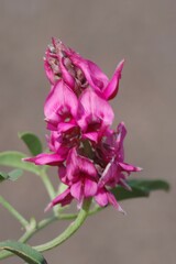 Indigofera amoena