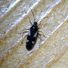 Dryophilocoris flavoquadrimaculatus