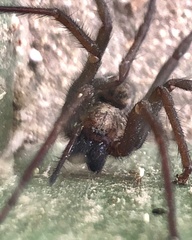 Eratigena atrica