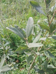 Salix cinerea