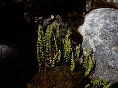 Asplenium viride