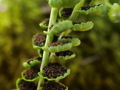 Asplenium viride