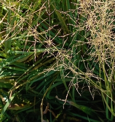 Agrostis capillaris