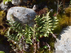 Dryopteris komarovii