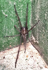 Eratigena atrica