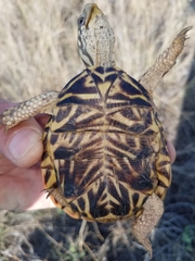 Terrapene ornata