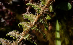 Dryopteris komarovii