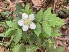 Rubus rosifolius