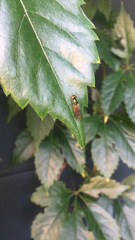 Sarginae