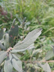 Salix cinerea