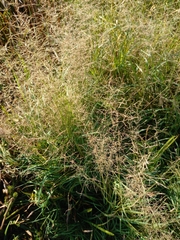 Agrostis capillaris