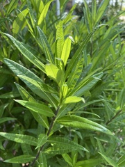 Helianthus giganteus