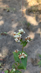 Fagopyrum esculentum
