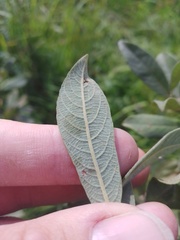 Salix cinerea