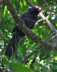 Saltator fuliginosus