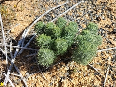 Eriospermum paradoxum