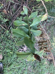 Costus spiralis