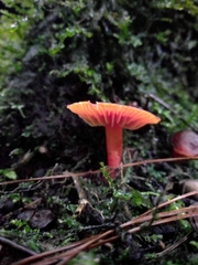 Hygrocybe