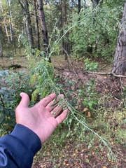 Artemisia sieversiana