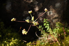 Pimpinella niitakayamensis