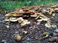 Pholiota