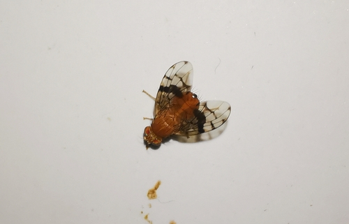 Paraxarnuta anephelobasis