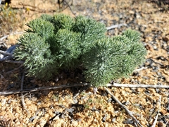 Eriospermum paradoxum