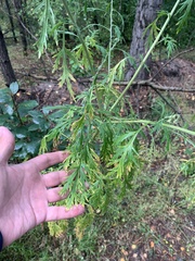 Artemisia sieversiana