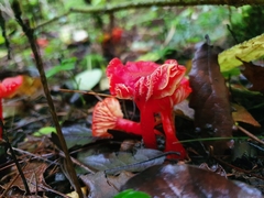 Hygrocybe