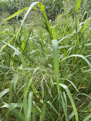 Panicum dichotomiflorum