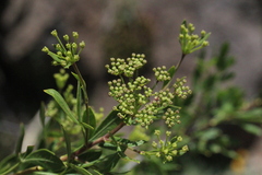 Polemannia simplicior