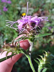 Liatris squarrosa