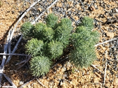 Eriospermum paradoxum