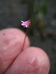 Utricularia tenella