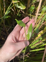 Pontederia cordata