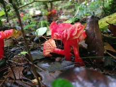 Hygrocybe
