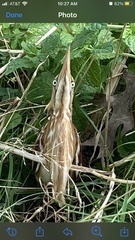 Botaurus lentiginosus