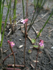 Utricularia tenella
