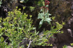Polemannia simplicior