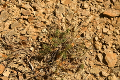 Linum appressum appressum