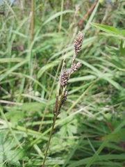 Carex hartmanii